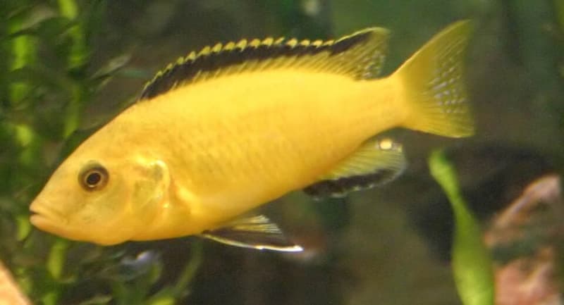 Electric Yellow Cichlid (Labidochromis caeruleus) — photo 2 of 5