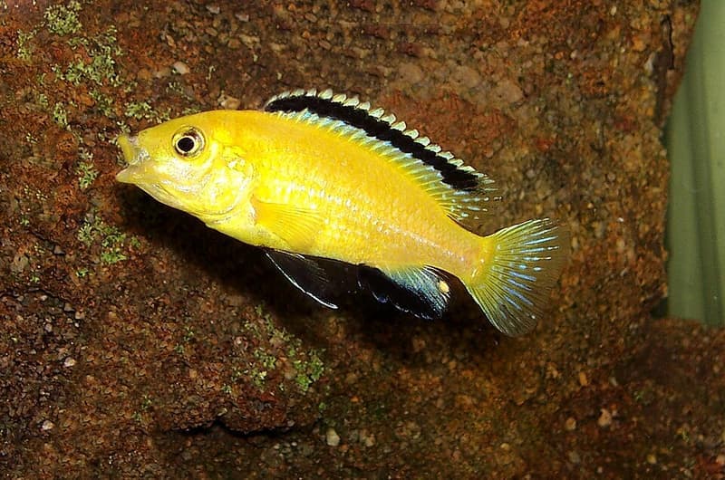 Electric Yellow Cichlid (Labidochromis caeruleus) — photo 3 of 5