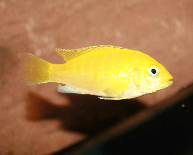 Electric Yellow Cichlid (Labidochromis caeruleus) — photo 4 of 5