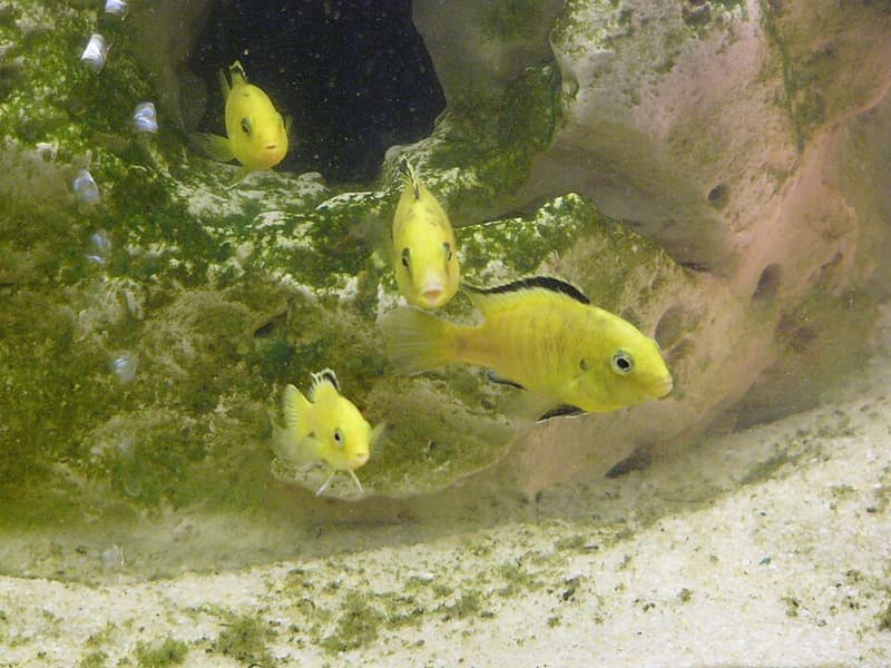 Electric Yellow Cichlid (Labidochromis caeruleus) — photo 5 of 5