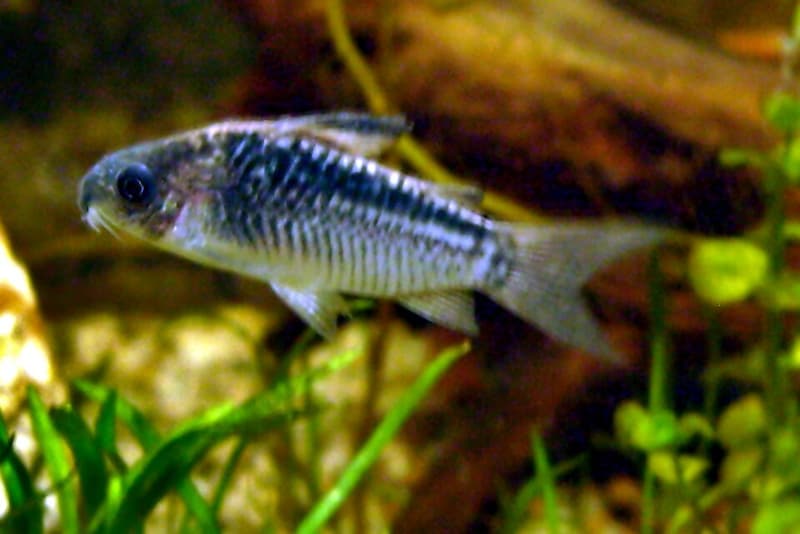 Elegant Cory (Gastrodermus elegans) — photo 1 of 2