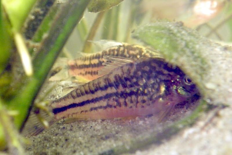 Elegant Cory (Gastrodermus elegans) — photo 2 of 2