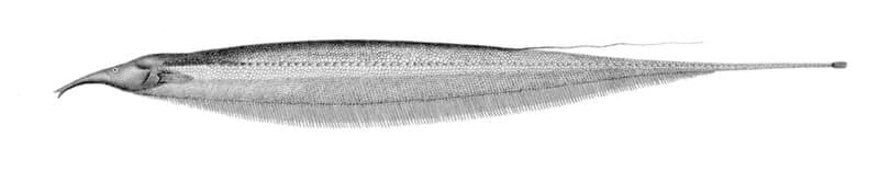 Elephant-nose Knifefish (Sternarchorhynchus oxyrhynchus) — photo 1 of 1