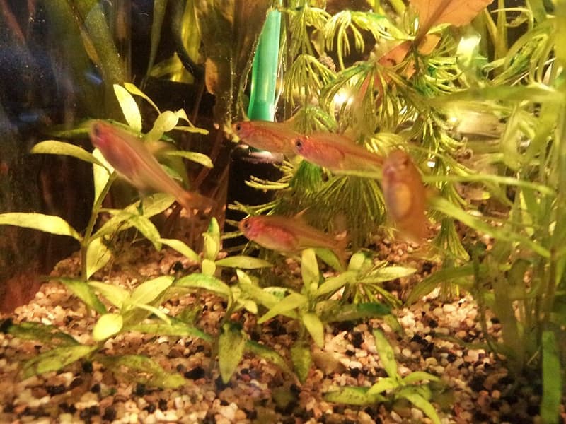 Ember Tetra (Hyphessobrycon amandae) — photo 1 of 5