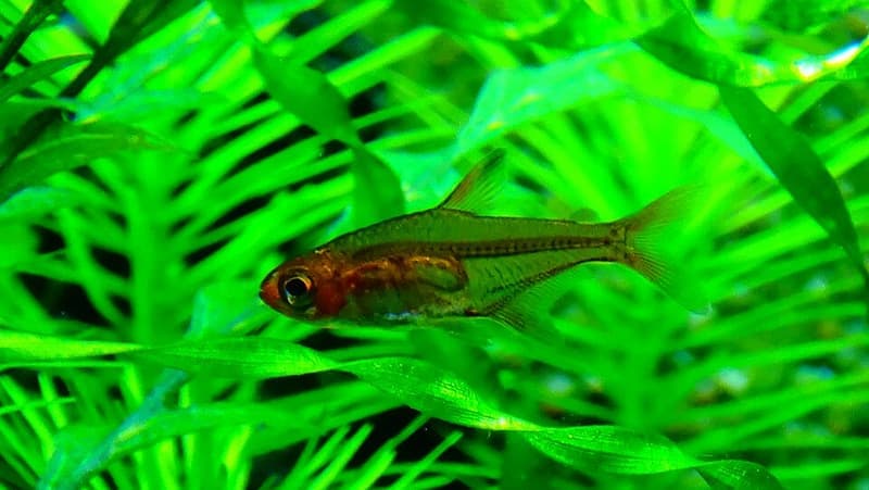 Ember Tetra (Hyphessobrycon amandae) — photo 2 of 5