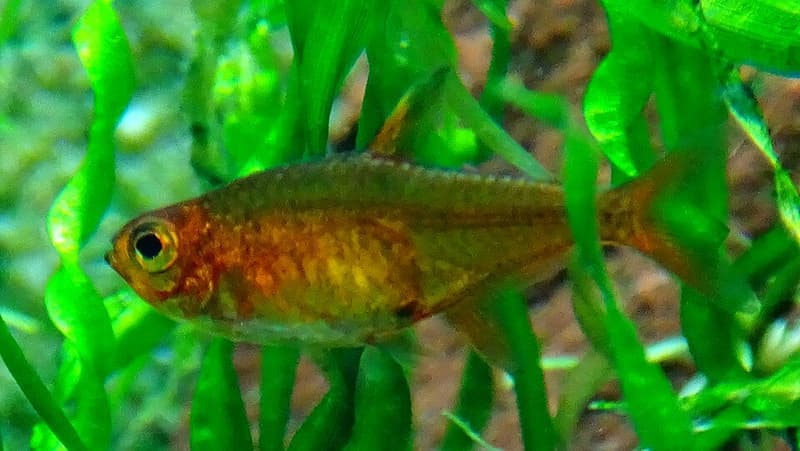 Ember Tetra (Hyphessobrycon amandae) — photo 3 of 5