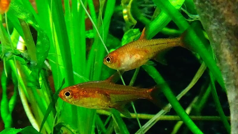 Ember Tetra (Hyphessobrycon amandae) — photo 4 of 5