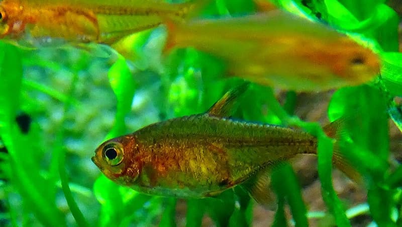 Ember Tetra (Hyphessobrycon amandae) — photo 5 of 5