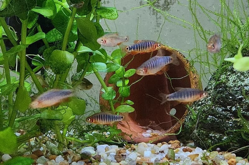 Emerald Dwarf Danio (Danio erythromicron) — photo 1 of 1