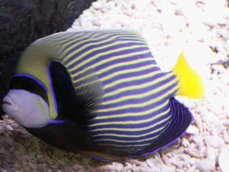 Emperor Angelfish (Pomacanthus imperator) — photo 1 of 5