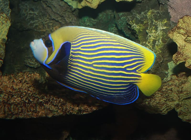 Emperor Angelfish (Pomacanthus imperator) — photo 2 of 5