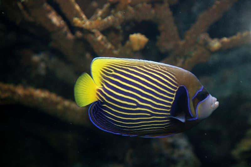 Emperor Angelfish (Pomacanthus imperator) — photo 3 of 5