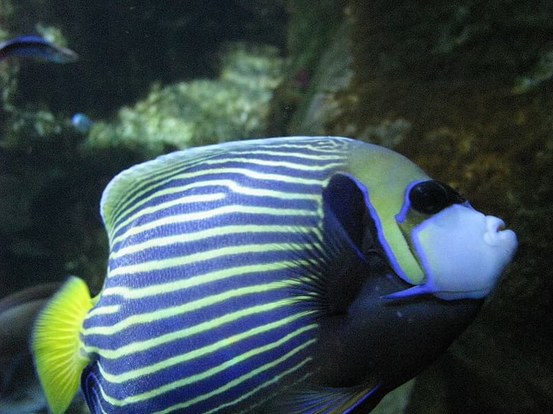 Emperor Angelfish (Pomacanthus imperator) — photo 4 of 5