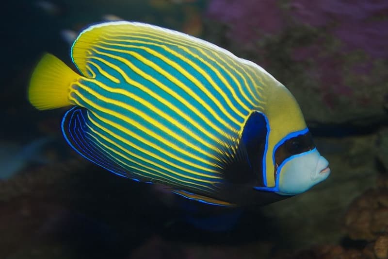 Emperor Angelfish (Pomacanthus imperator) — photo 5 of 5