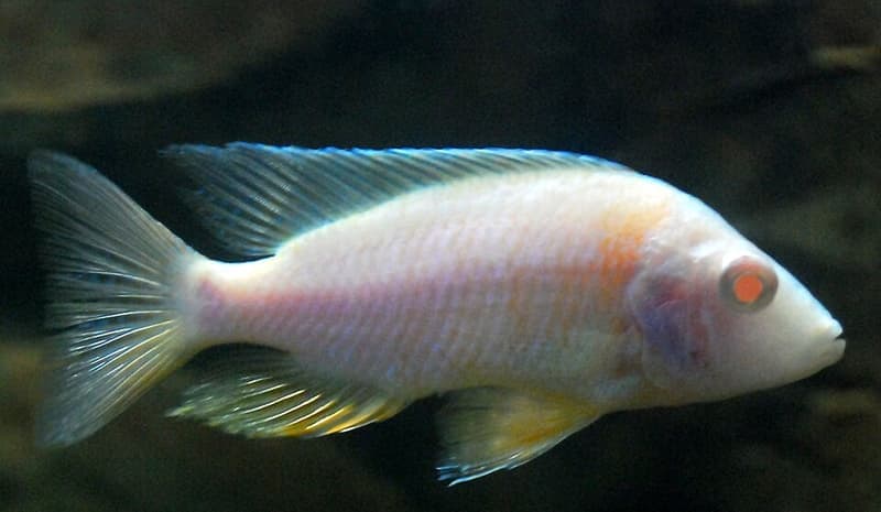 Emperor Peacock Cichlid (Aulonocara nyassae) — photo 1 of 2