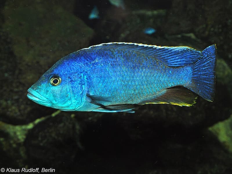 Emperor Peacock Cichlid (Aulonocara nyassae) — photo 2 of 2