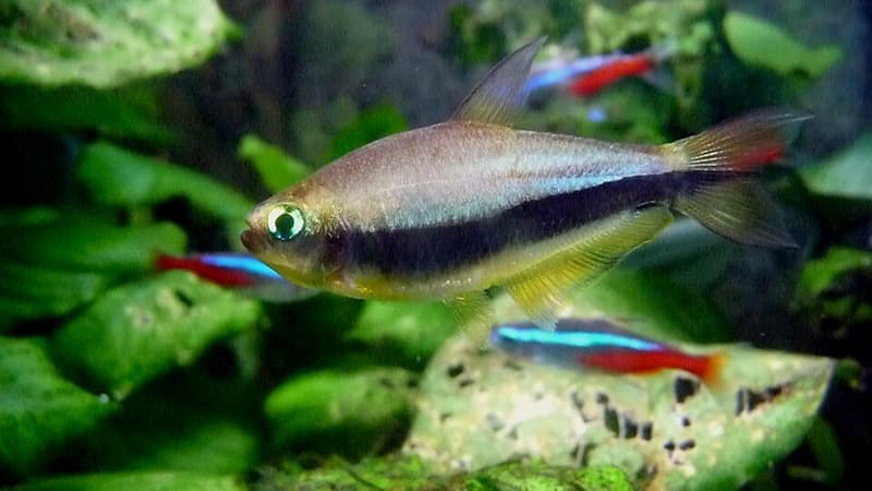 Emperor Tetra (Nematobrycon palmeri) — photo 1 of 5