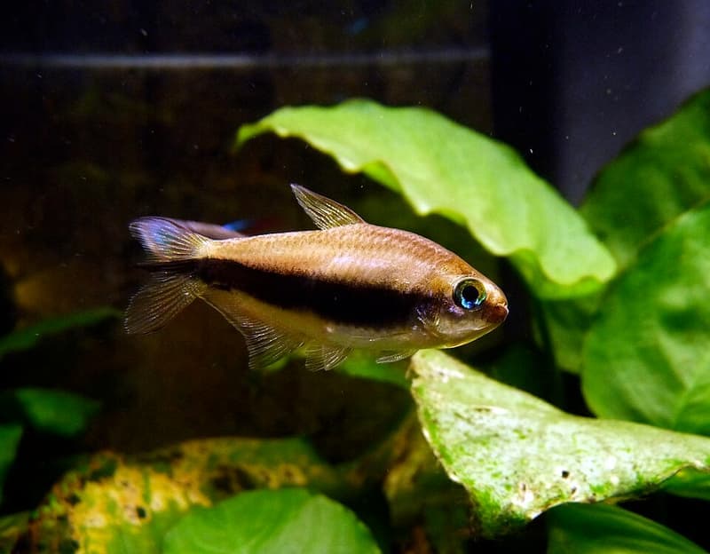 Emperor Tetra (Nematobrycon palmeri) — photo 2 of 5
