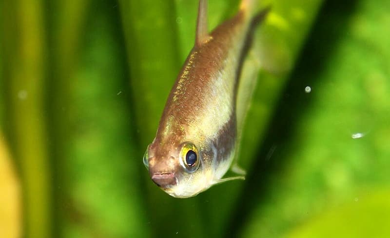 Emperor Tetra (Nematobrycon palmeri) — photo 3 of 5