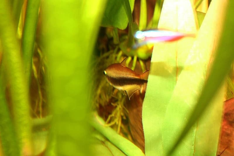 Emperor Tetra (Nematobrycon palmeri) — photo 4 of 5