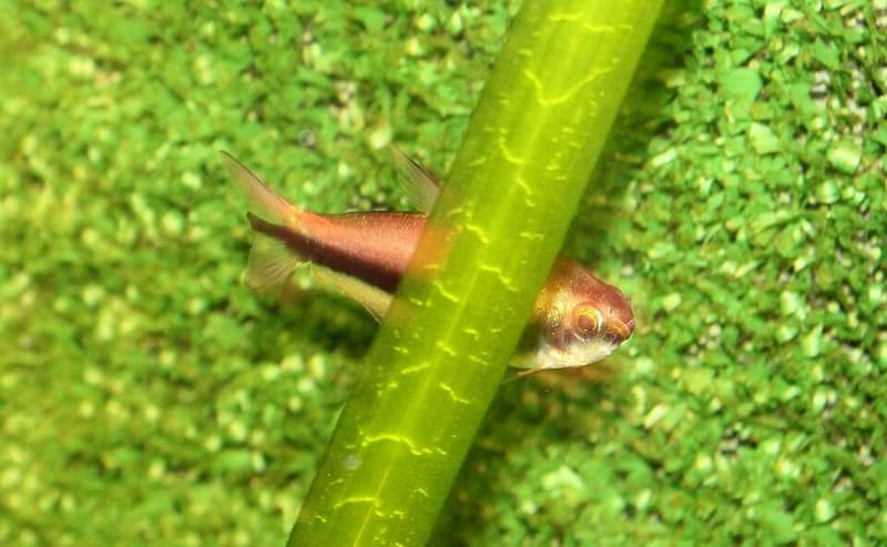Emperor Tetra (Nematobrycon palmeri) — photo 5 of 5
