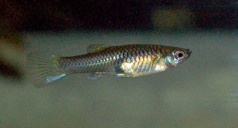 Endler's Livebearer (Poecilia wingei) — photo 2 of 5