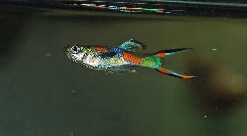 Endler's Livebearer (Poecilia wingei) — photo 3 of 5