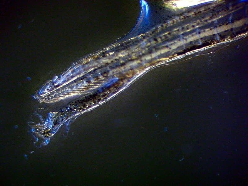 Endler's Livebearer (Poecilia wingei) — photo 4 of 5