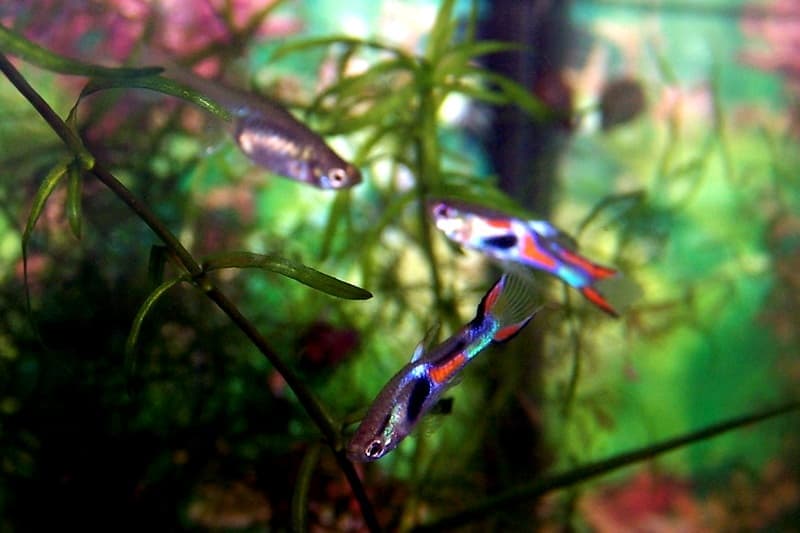 Endler's Livebearer (Poecilia wingei) — photo 5 of 5