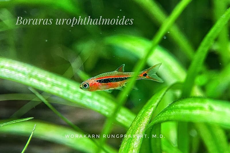 Exclamation Point Rasbora (Boraras urophthalmoides) — photo 1 of 5