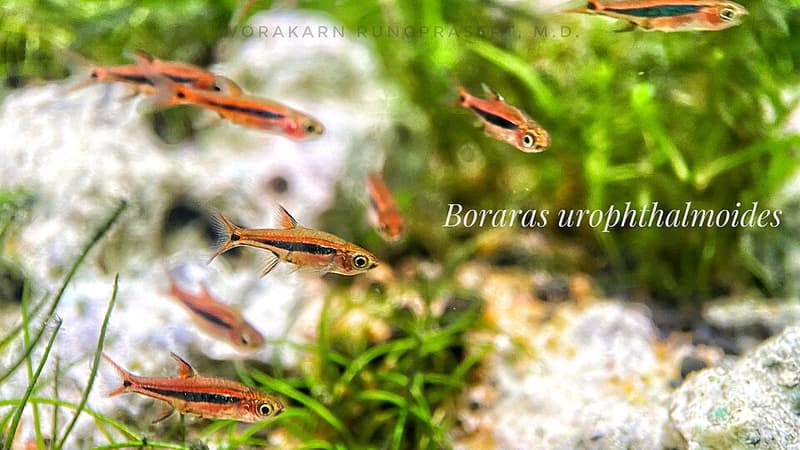 Exclamation Point Rasbora (Boraras urophthalmoides) — photo 2 of 5