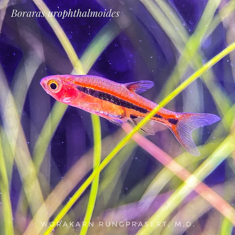 Exclamation Point Rasbora (Boraras urophthalmoides) — photo 3 of 5