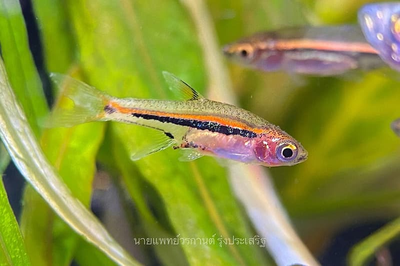 Exclamation Point Rasbora (Boraras urophthalmoides) — photo 4 of 5