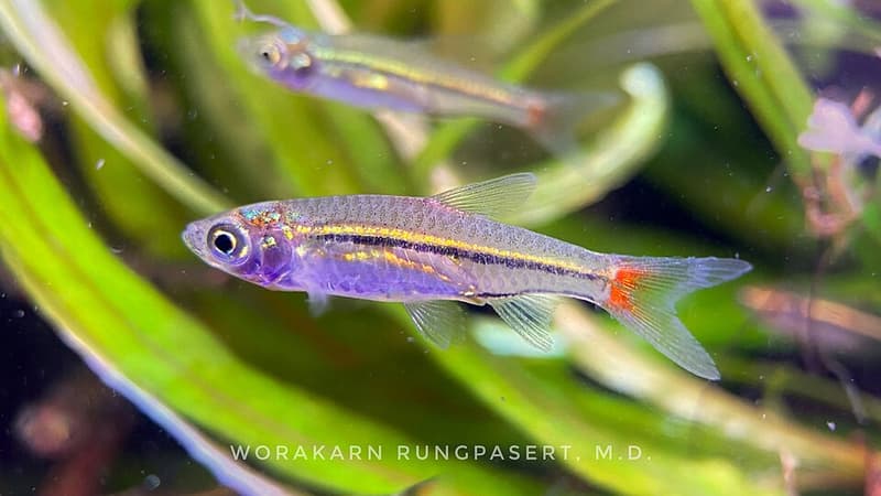 Exclamation Point Rasbora (Boraras urophthalmoides) — photo 5 of 5