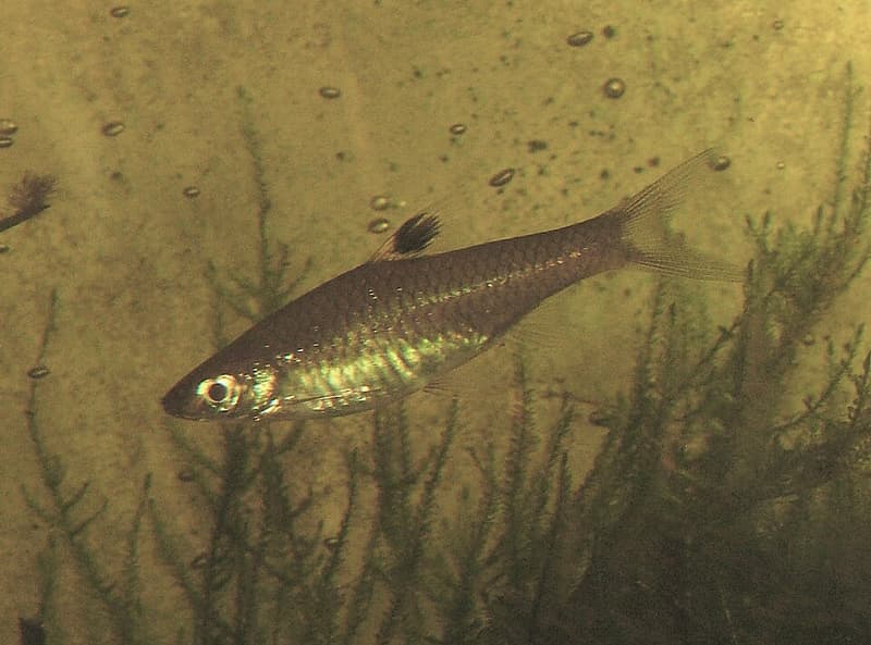 Eyespot Rasbora (Brevibora dorsiocellata) — photo 1 of 1
