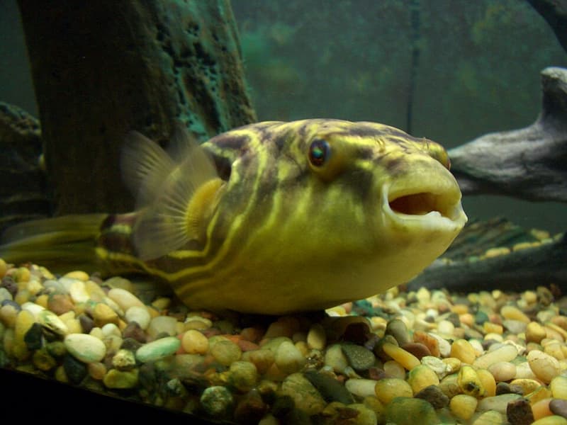 Fahaka Puffer (Tetraodon lineatus) — photo 1 of 5