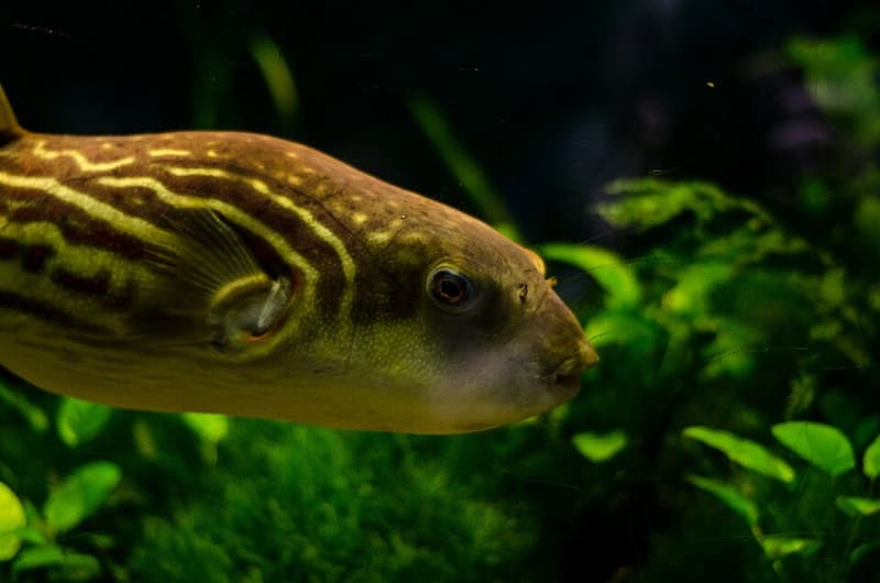 Fahaka Puffer (Tetraodon lineatus) — photo 3 of 5