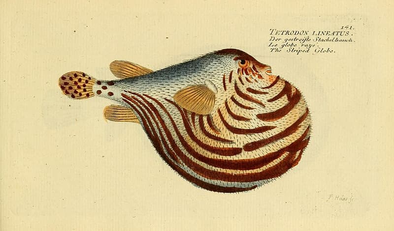 Fahaka Puffer (Tetraodon lineatus) — photo 4 of 5