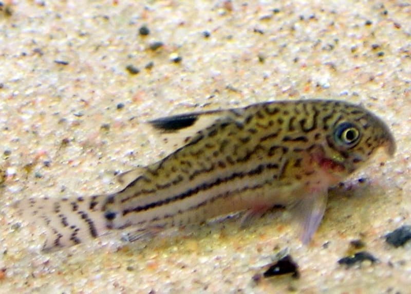 False Julii Corydoras (Corydoras trilineatus) — photo 1 of 5