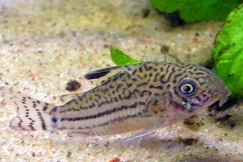 False Julii Corydoras (Corydoras trilineatus) — photo 2 of 5
