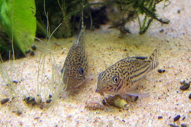 False Julii Corydoras (Corydoras trilineatus) — photo 3 of 5