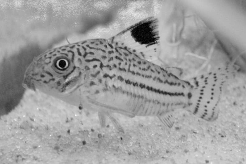False Julii Corydoras (Corydoras trilineatus) — photo 4 of 5