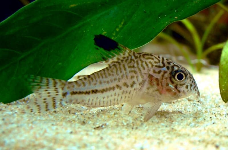 False Julii Corydoras (Corydoras trilineatus) — photo 5 of 5