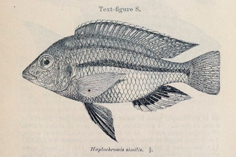 Fire Blue Empress Cichlid (Protomelas similis) — photo 1 of 1