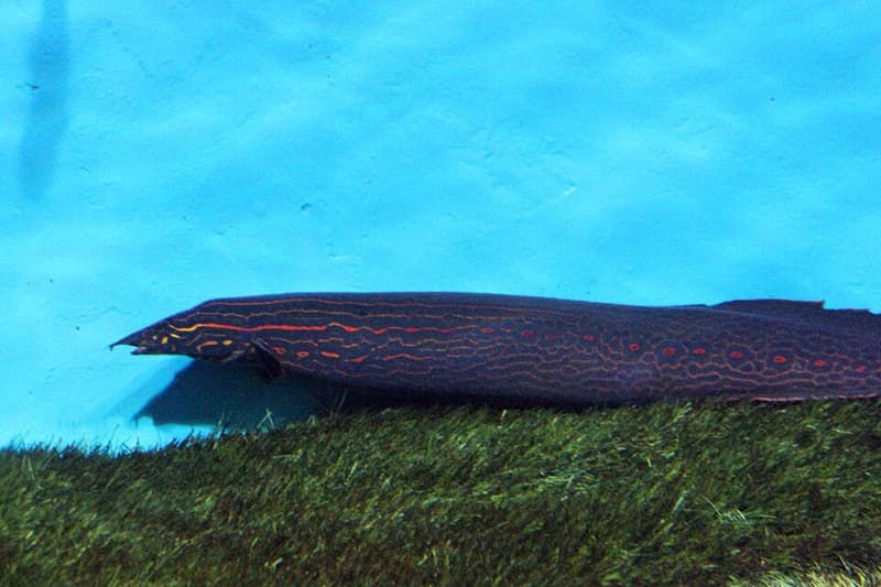Fire Eel (Mastacembelus erythrotaenia) — photo 1 of 5