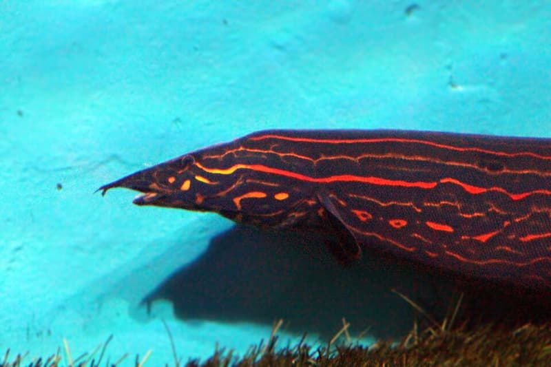 Fire Eel (Mastacembelus erythrotaenia) — photo 2 of 5