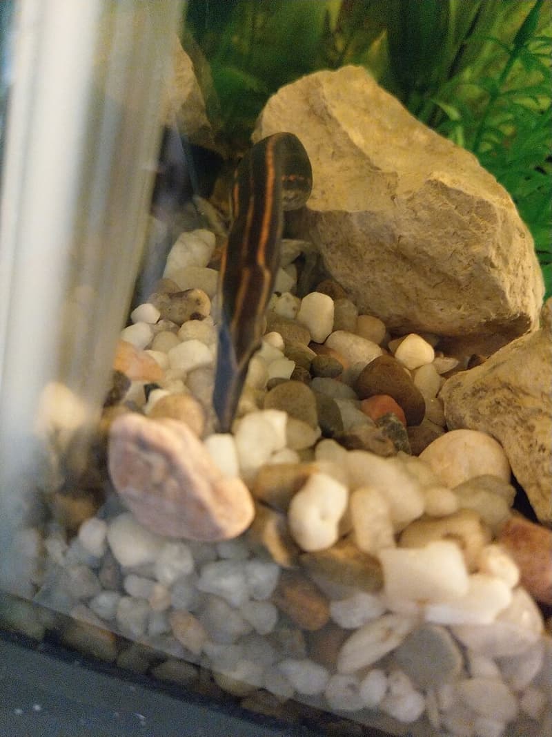 Fire Eel (Mastacembelus erythrotaenia) — photo 3 of 5