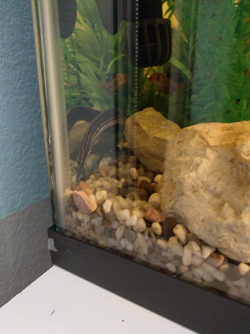 Fire Eel (Mastacembelus erythrotaenia) — photo 4 of 5