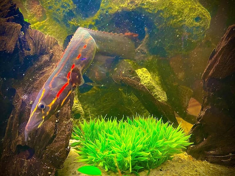 Fire Eel (Mastacembelus erythrotaenia) — photo 5 of 5