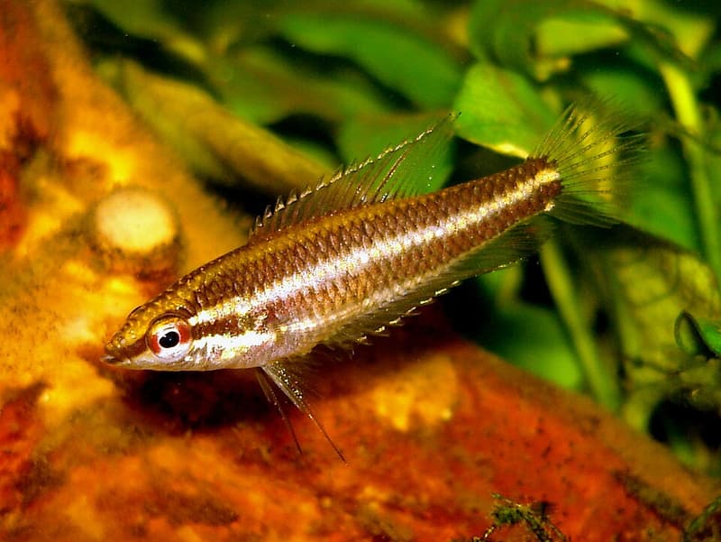 Fire Red Licorice Gourami (Parosphromenus sumatranus) — photo 1 of 2